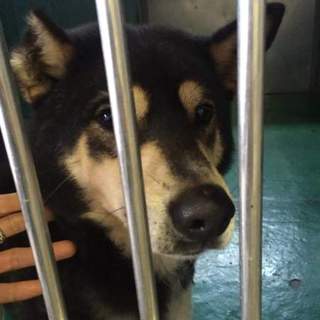 2月6日殺処分の犬です