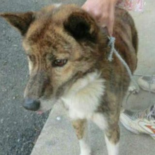 この子の命を救ってください。