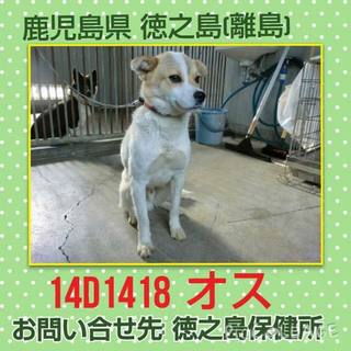 この子の命を救ってください。