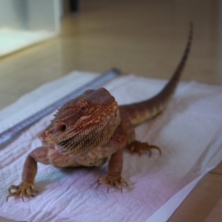 フトアゴ　レッド