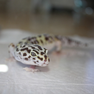 レオパ　スノー