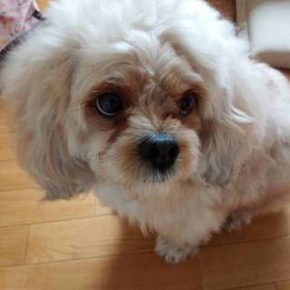 決定しました。ありがとうございました！