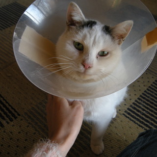 なでなで大好き「しろくん」里親募集中です