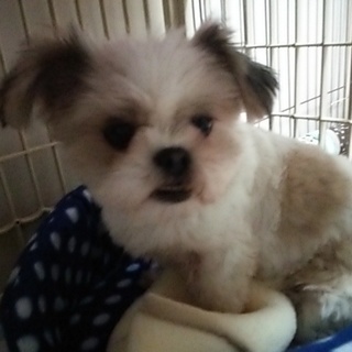  処分施設から　ぽっちゃりかわいいシーズー