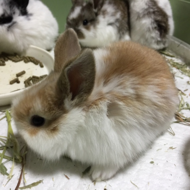 しろたん&くろたんのカバー写真