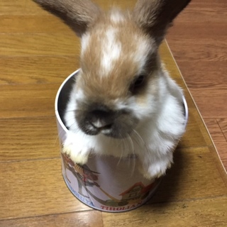 ロップイヤー仔うさぎの里親募集です