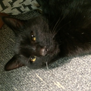 凛々しいオ黒猫です。