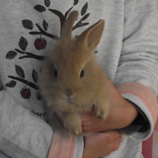 生後2ヶ月　茶色毛　ミニウサギ