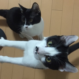 人懐っこい仲良し兄弟／６か月