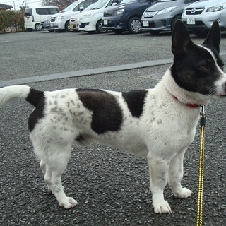 譲渡されたそうです！！