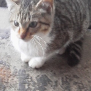 生後３ヶ月位の子猫です 殺処分前で、急募集！！