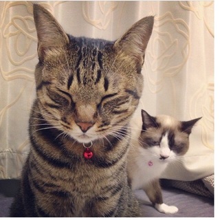 里親さん募集中