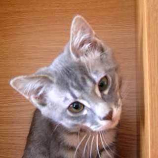 やんちゃなイケメン君です！