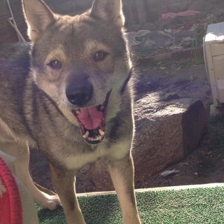 倉敷犬☆ハスキー似ひーくん