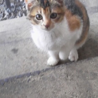 三毛、生後３ヶ月