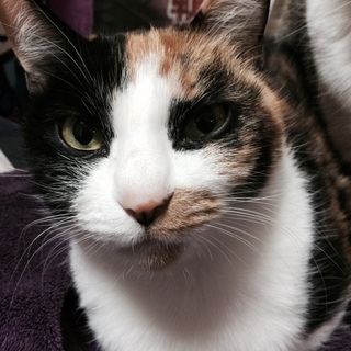 人懐っこい、おデブちゃんです（笑）