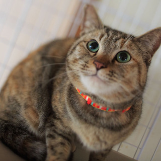 懐こくて可愛いきじとらの女の子