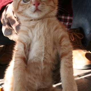 保健所行を避けたいのでよろしくお願い致します