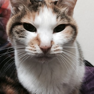 大人しい三毛です(・ω・)