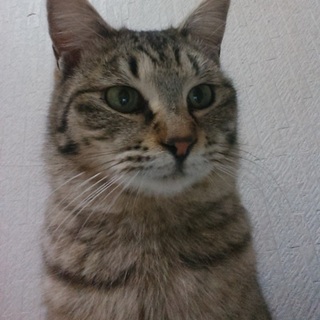 声までかわいい「ららちゃん」里親募集中です