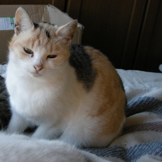 薄めの三毛柄「りりちゃん」里親募集中です