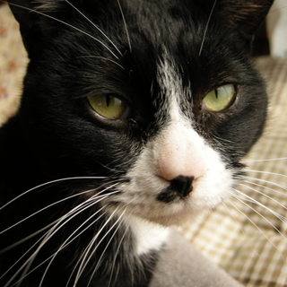 さびしがりや「ちょびくん」里親募集中です