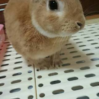 ２歳のミニウサギ♂です