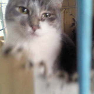 ロシアンブルーＭｉｘのとても人懐っこい猫たち