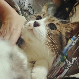 10歳前後？大人しい子。