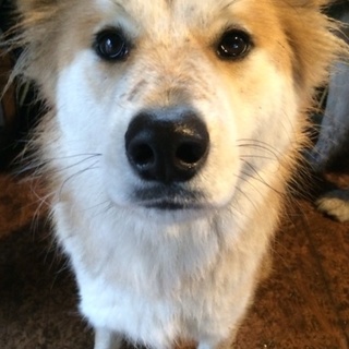 雑種♂、里親募集中