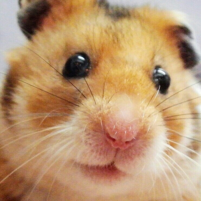 はむちゃまのカバー写真