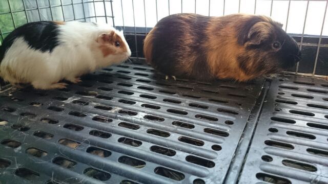 人が大好きなモルモットの女の子２匹の里親募集 サムネイル1