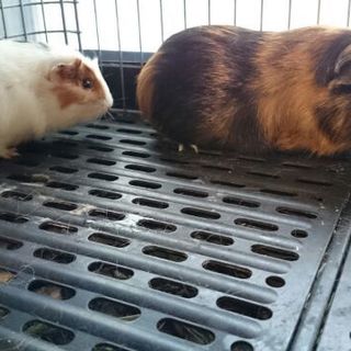 人が大好きなモルモットの女の子２匹の里親募集