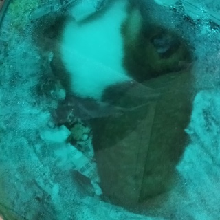 ゴールデンハムスターオス半年から1年