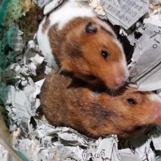 ゴールデンハムスターメス半年から1年