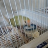 コザクラインコ サムネイル3