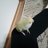 コザクラインコ サムネイル4