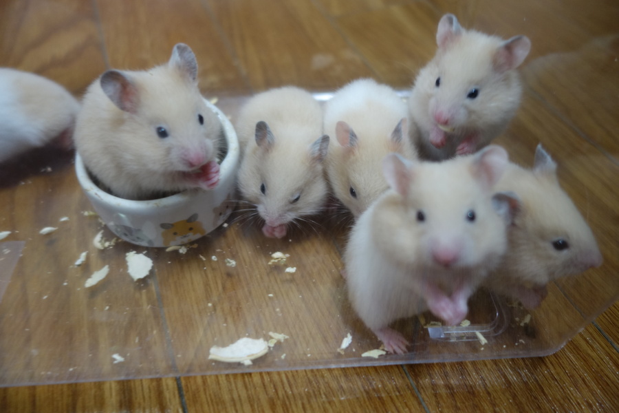 キンクマ＆イエローバンデット サムネイル2