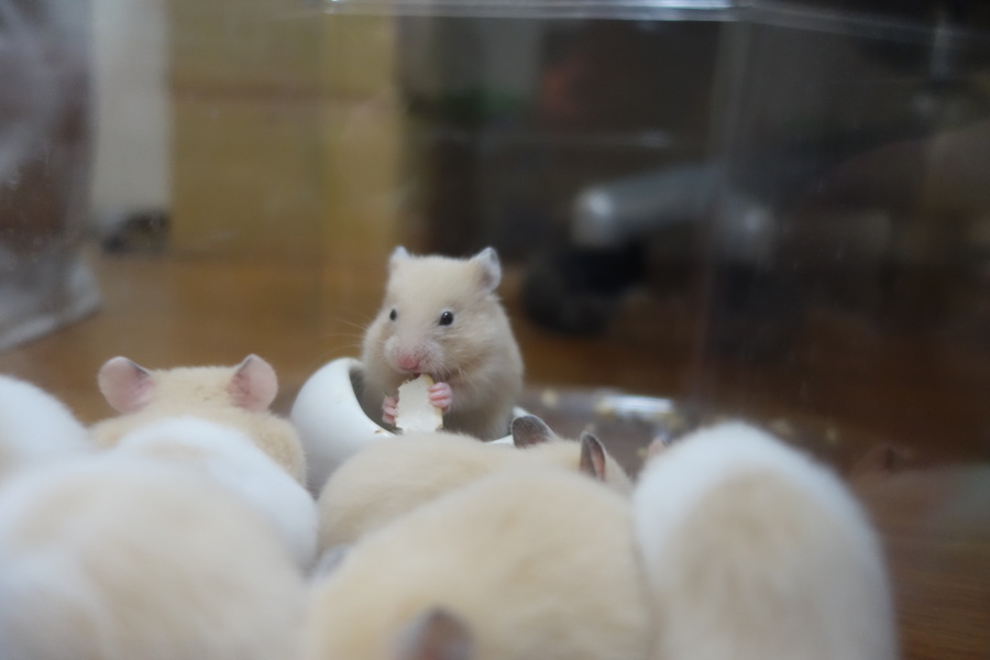 キンクマ＆イエローバンデット サムネイル3