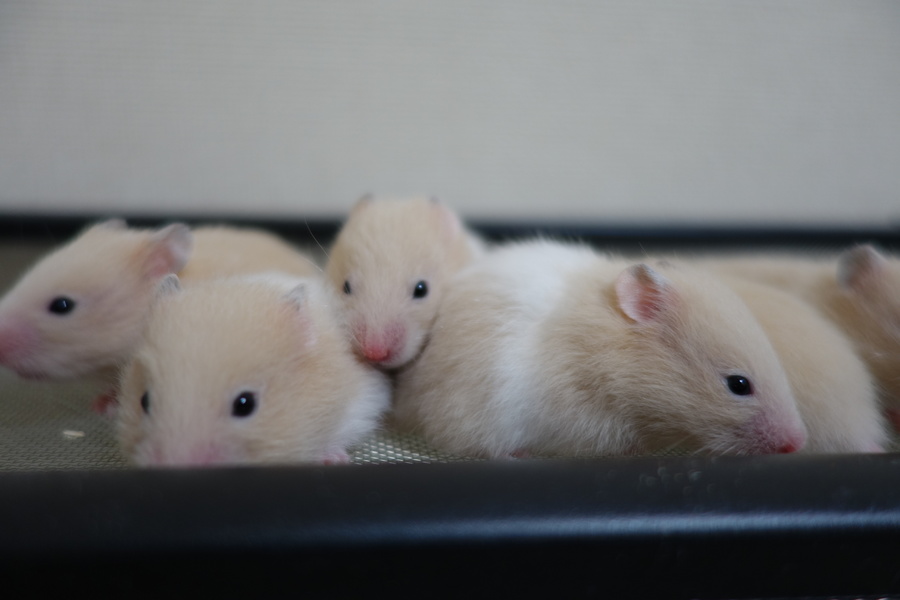 キンクマ＆イエローバンデット サムネイル4