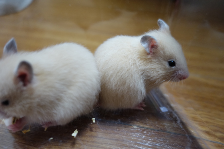 キンクマ＆イエローバンデット サムネイル7