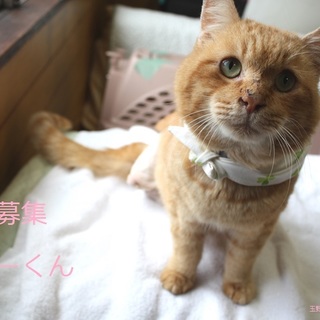 あまあま♥茶トラ猫シューさん里親募集