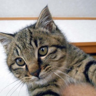 可愛い子猫キジくん