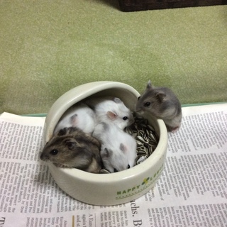 【1/6，1/15生まれ】里親さん募集中