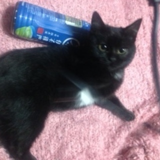 とても可愛らしい性格です。