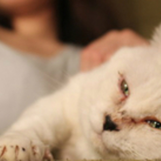 白黒ぶち猫♂、里親募集中