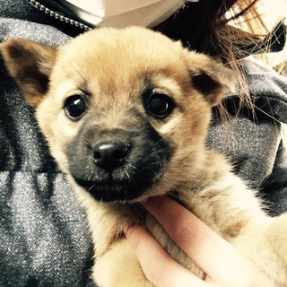 捨て犬を保護しました 鼻黒mix姉妹♀ ①