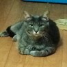 ロシアンブルー風雑種猫♂、里親募集中 サムネイル5