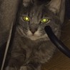 ロシアンブルー風雑種猫♂、里親募集中 サムネイル6