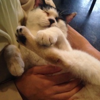 犬大好きブチ猫♂